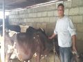 खाडीबाट फर्केर गाईपालनबाट मासिक दुई लाख आम्दानी