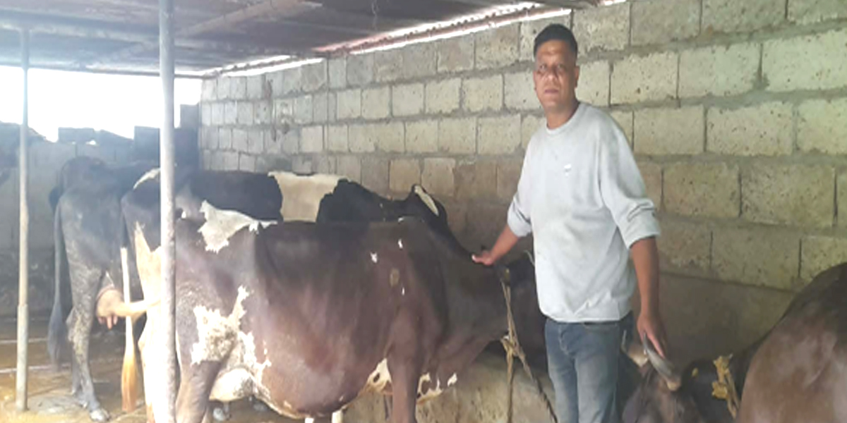 खाडीबाट फर्केर गाईपालनबाट मासिक दुई लाख आम्दानी
