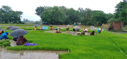 पश्चिम नवलपरासीका किसान रोपाइँमा व्यस्त