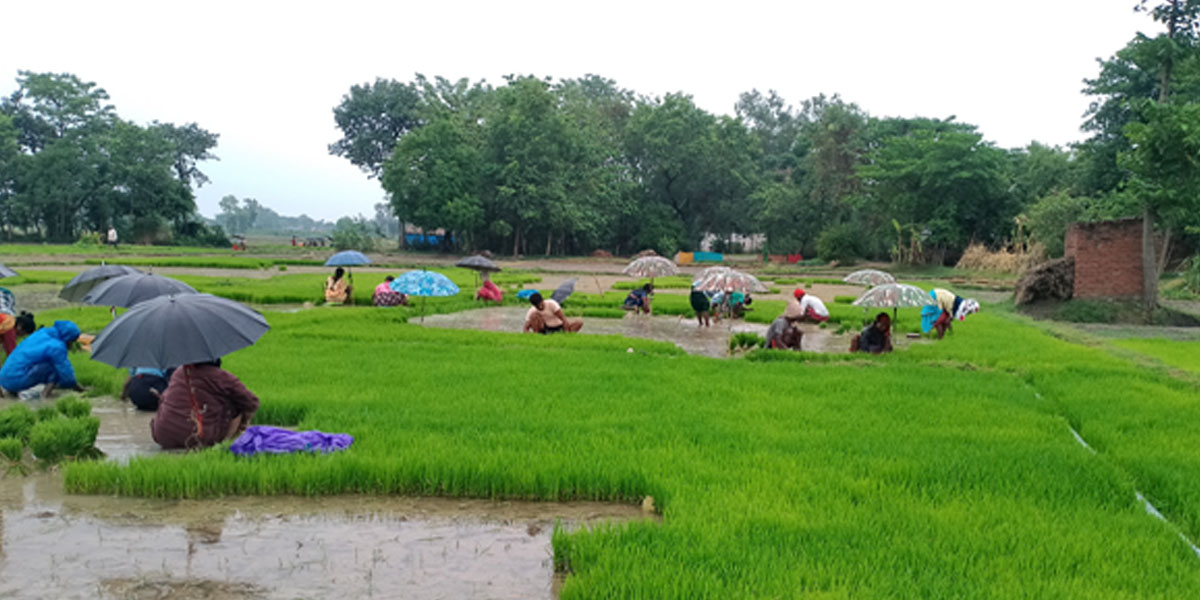 पश्चिम नवलपरासीका किसान  रोपाइँमा व्यस्त
