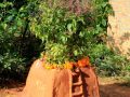 ज्येष्ठ शुक्ल एकादशीः घरघरका मठमा तुलसीको दल राखिँदै