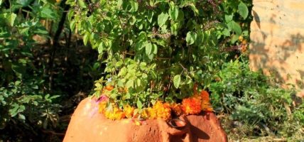 ज्येष्ठ शुक्ल एकादशीः घरघरका मठमा तुलसीको दल राखिँदै