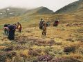 यार्सागुम्बा र हिमाली जडीबुटी प्रवर्द्धनमा सरकारी पहल यार्सागुम्बा र हिमाली जडीबुटी प्रवर्द्धनमा सरकारी पहल