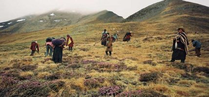 यार्सागुम्बा र हिमाली जडीबुटी प्रवर्द्धनमा सरकारी पहल