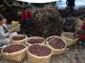 ताप्लेजुङमा अलैँची महोत्सव हुने