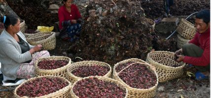 ताप्लेजुङमा अलैँची महोत्सव हुने