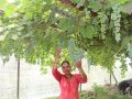 जलजलाको लुप्राङमा अङ्गुरखेती जलजलाको लुप्राङमा अङ्गुरखेती