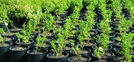सार्वजनिक ऐलानी जग्गामा ८ हजार बिरुवा रोपियो