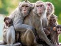 बाँदरलाई हानेको गोली लागेर ५२ वर्षीय तामाङको मृत्यु