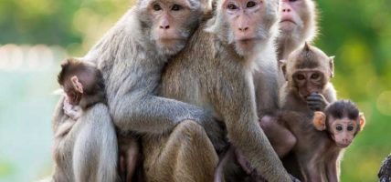 बाँदरलाई हानेको गोली लागेर ५२ वर्षीय तामाङको मृत्यु