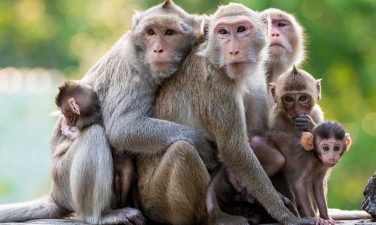 आत्मनिर्भर बन्न सीप सिक्दै पाल्पाका महिला