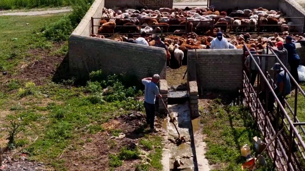 चीनको इली नदी उपत्यका क्षेत्रमा बाख्रा डुबाउने सिजन सुरु
