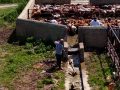 चीनको इली नदी उपत्यका क्षेत्रमा बाख्रा डुबाउने सिजन सुरु चीनको इली नदी उपत्यका क्षेत्रमा बाख्रा डुबाउने सिजन सुरु