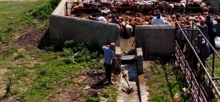 चीनको इली नदी उपत्यका क्षेत्रमा बाख्रा डुबाउने सिजन सुरु