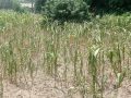 बाली सुक्न थालेपछि हुम्लाका किसान चिन्तित बाली सुक्न थालेपछि हुम्लाका किसान चिन्तित
