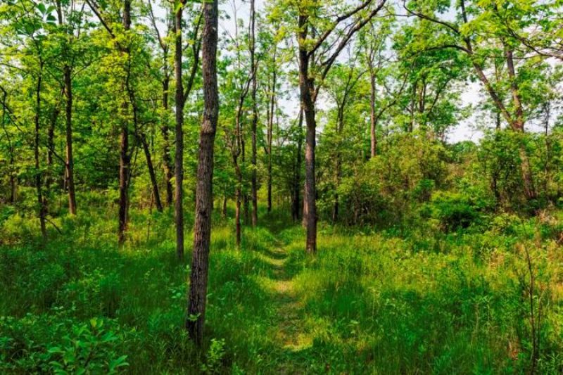 स्थानीय सहभागिताले फेरिएको दुर्गाभिट्टा सामुदायिक वन