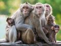 देवघाटमा बाँदर आतङ्क नियन्त्रणका लागि दीर्घकालीन नीति ल्याउन माग देवघाटमा बाँदर आतङ्क नियन्त्रणका लागि दीर्घकालीन नीति ल्याउन माग
