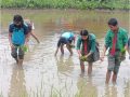 चितवनका विद्यार्थी धान रोप्न सिक्दै