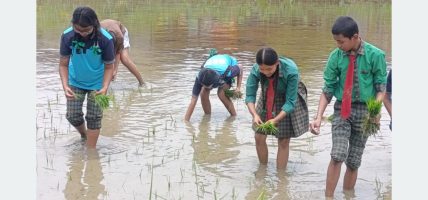 चितवनका विद्यार्थी धान रोप्न सिक्दै