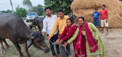 जीविकोपार्जनमा ‘भैँसीपालन कार्यक्रम’ सञ्चालन