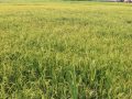चैते धानको न्यूनतम समर्थन मूल्य कार्यान्वयन गर्न मन्त्रालयको आग्रह चैते धानको न्यूनतम समर्थन मूल्य कार्यान्वयन गर्न मन्त्रालयको आग्रह