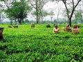 भारतीय अवरोधले संकटमा नेपाली चिया उद्योग, तत्काल कूटनीतिक पहल गर्न महासंघको माग भारतीय अवरोधले संकटमा नेपाली चिया उद्योग, तत्काल कूटनीतिक पहल गर्न महासंघको माग