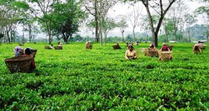 भारतीय अवरोधले संकटमा नेपाली चिया उद्योग, तत्काल कूटनीतिक पहल गर्न महासंघको माग