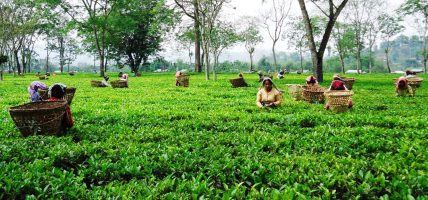 भारतीय अवरोधले संकटमा नेपाली चिया उद्योग, तत्काल कूटनीतिक पहल गर्न महासंघको माग