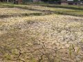 पानी नपर्दा सुक्न थाल्यो धान, चिन्तामा किसान