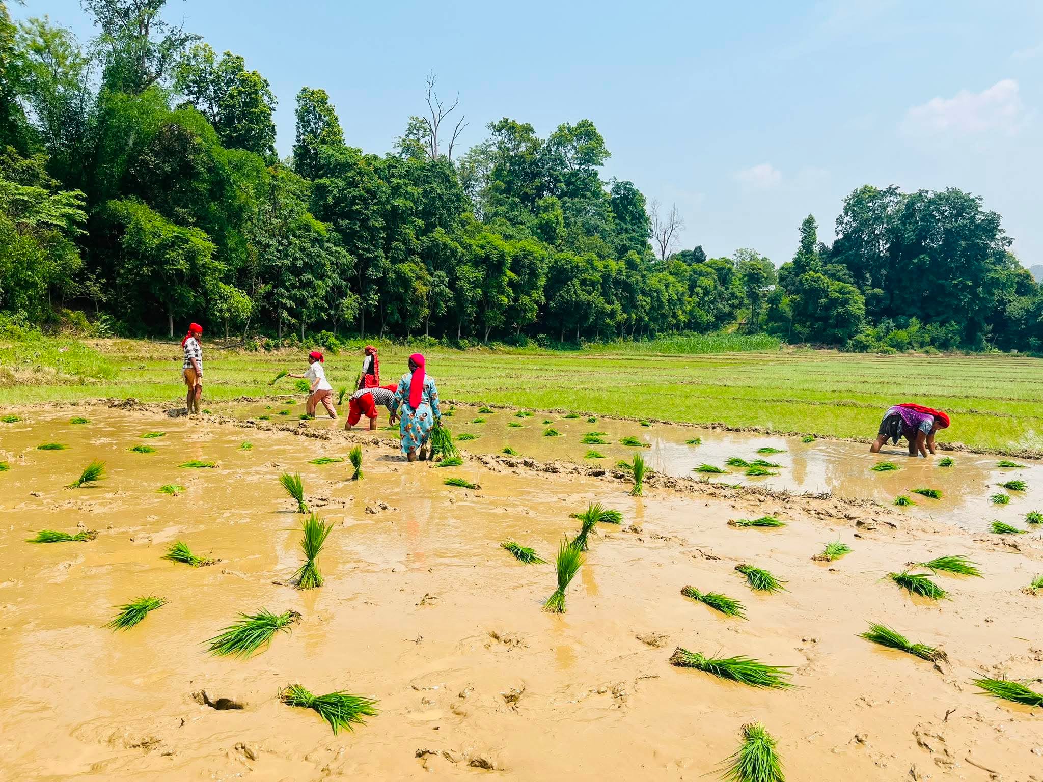 लुम्बिनीमा २० प्रतिशतभन्दा बढी रोपाइँ