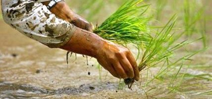 मधेस प्रदेशमा रोपाइँको चटारो, पर्याप्त वर्षापछि किसान उत्साहित