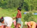 बडिखेल घ्याम्पे डाँडा आसपासमा धान रोपाइँ सुरु बडिखेल घ्याम्पे डाँडा आसपासमा धान रोपाइँ सुरु