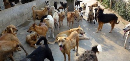कुकुरको बन्ध्याकरण शिविर सञ्चालन गर्दै हेटौँडा उपमहानगर