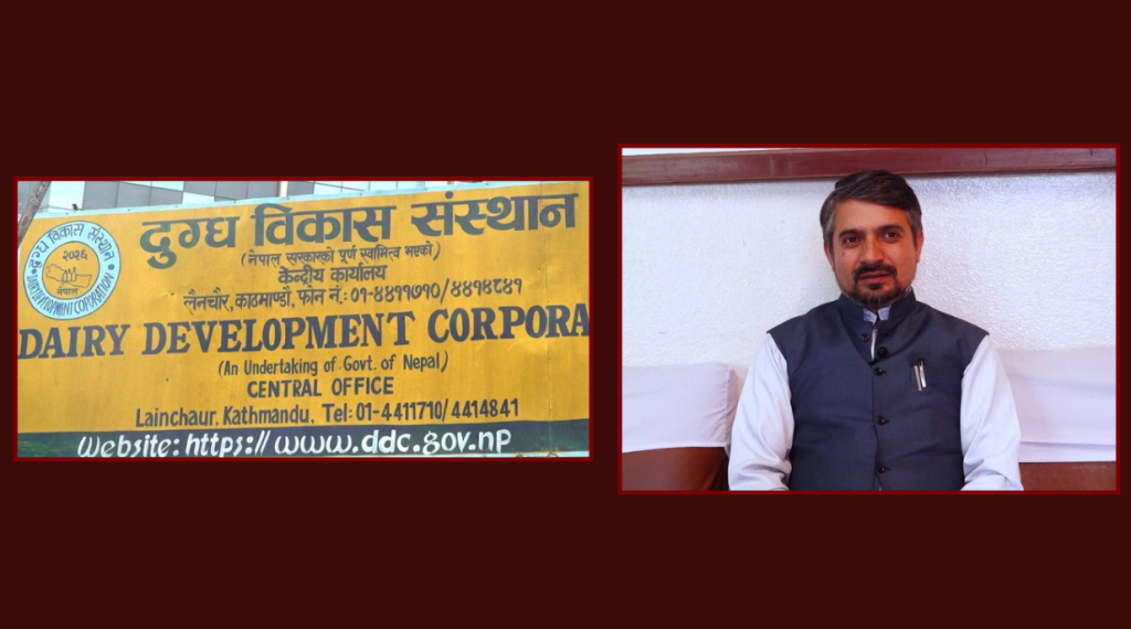 बालेनले याक चिज प्रचार गरेपछि बजारमा डीडीसीको चर्चा, नयाँ ब्रान्डिङको तयारी (भिडियो सहित)