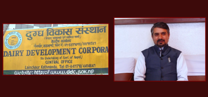 बालेनले याक चिज प्रचार गरेपछि बजारमा डीडीसीको चर्चा, नयाँ ब्रान्डिङको तयारी