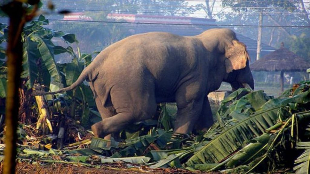 उदयपुरमा जङ्गली हात्तीले ६ घर भत्कायो