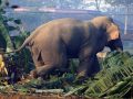 उदयपुरमा जङ्गली हात्तीले ६ घर भत्कायो