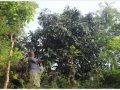 विदेशबाट फर्केर फलफूलखेती विस्तार गर्दै लक्ष्मीप्रसाद