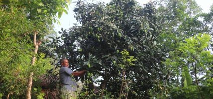 विदेशबाट फर्केर फलफूलखेती विस्तार गर्दै लक्ष्मीप्रसाद