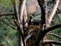 चार प्रजातिका दुर्लभ गिद्धको सफल प्रजनन