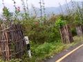 हरित सडक अभियान : सडक किनार बन्यो बगैँचा