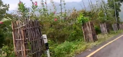 हरित सडक अभियान : सडक किनार बन्यो बगैँचा