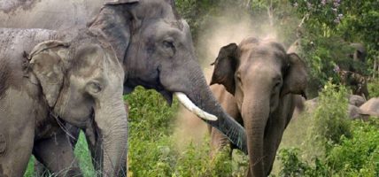 बाहुनडाँगी क्षेत्रका बासिन्दाद्वारा जीवन रक्षाको माग