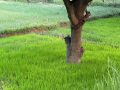 रौतहटमा धान रोपाइँको चटारो : ब्याडमा बीउ तयार, आकाशे पानीको पर्खाइमा किसान