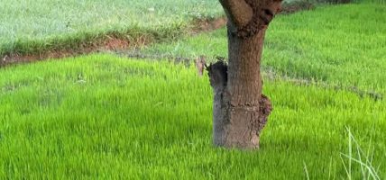 रौतहटमा धान रोपाइँको चटारो : ब्याडमा बीउ तयार, आकाशे पानीको पर्खाइमा किसान