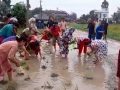 दमकमा हिलाम्मे बाटोमा धान रोपेर स्थानीयको अनौंठो विरोध दमकमा हिलाम्मे बाटोमा धान रोपेर स्थानीयको अनौंठो विरोध