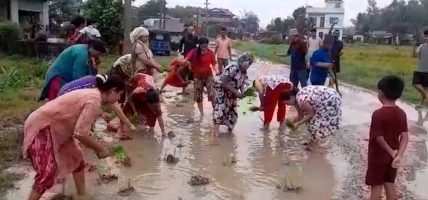 दमकमा हिलाम्मे बाटोमा धान रोपेर स्थानीयको अनौंठो विरोध