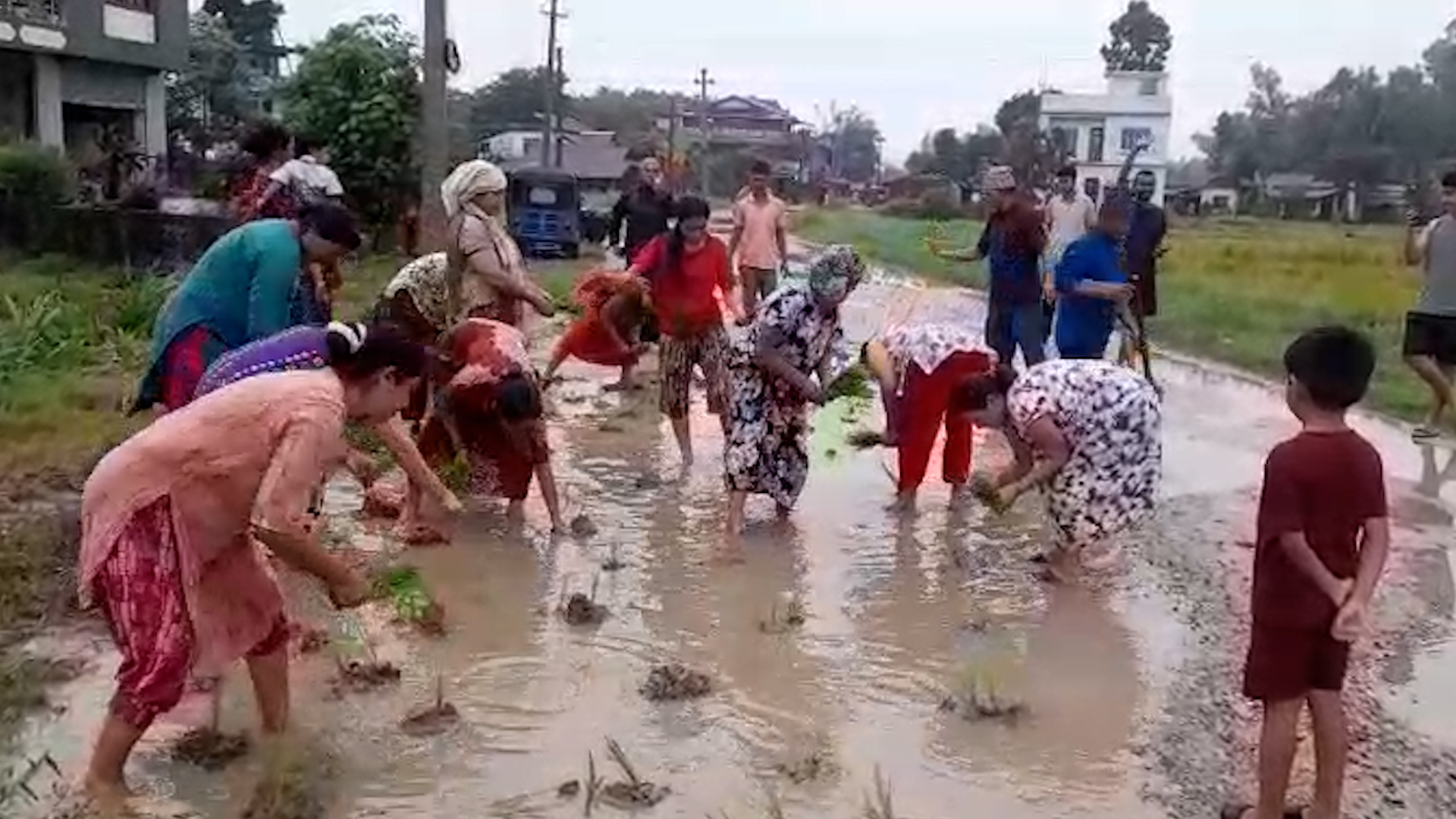 दमकमा हिलाम्मे बाटोमा धान रोपेर स्थानीयको अनौंठो विरोध