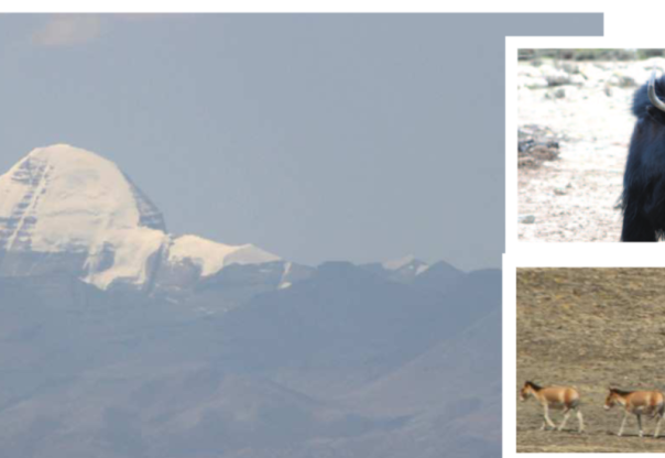 हुम्लाको टाक्चीमा लिमी रिसोर्ट हुम्लाको टाक्चीमा लिमी रिसोर्ट