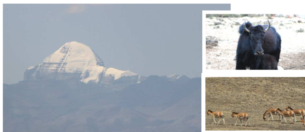 हुम्लाको टाक्चीमा लिमी रिसोर्ट